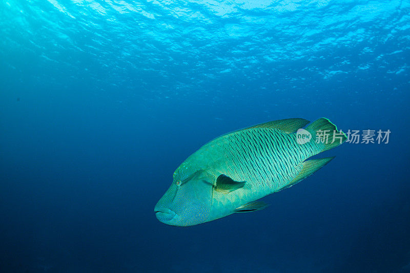 热带鱼，海洋生物，