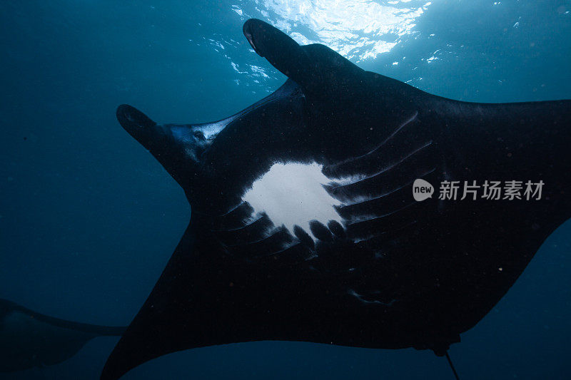 蝠鲼在水下漂浮