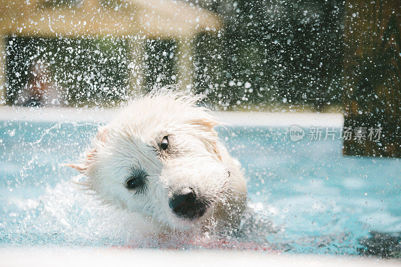 金毛猎犬抖掉水池中的水