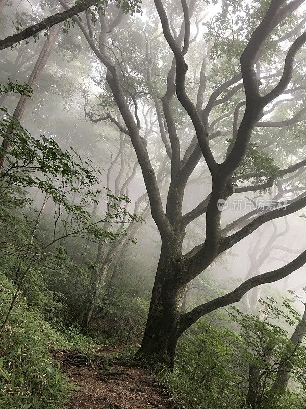 日本爱媛的Saragamine山(四国100座名山)