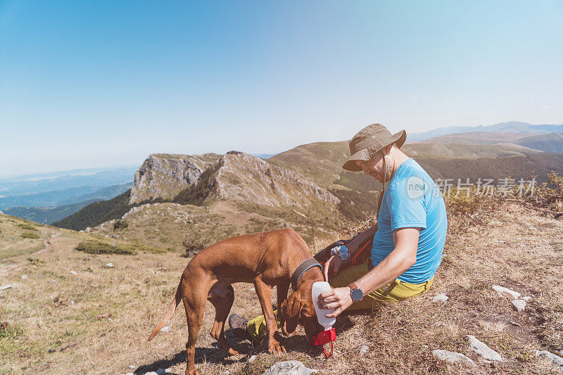 冒险徒步者和他的匈牙利维兹拉狗正在山顶休息，喝着水