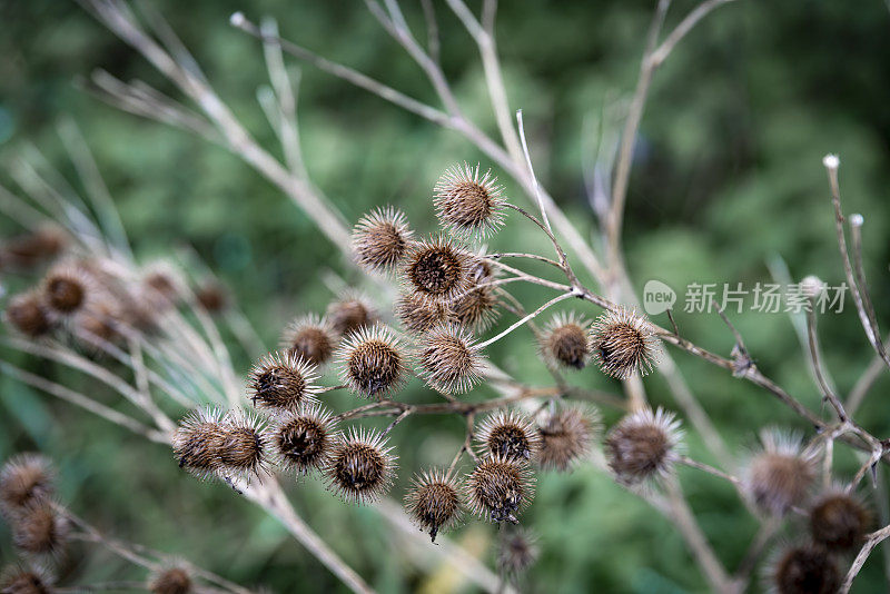 雨中的牛蒡