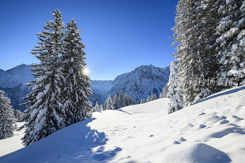 冬天的早晨，滑雪胜地积雪覆盖的树木