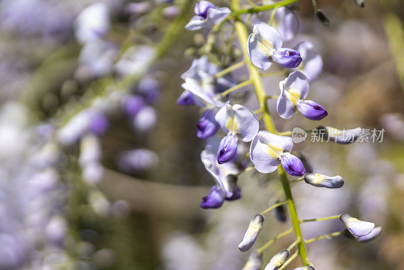 紫藤在春天开花