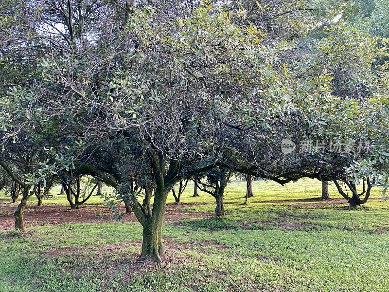 有机农场果园里的澳洲坚果树