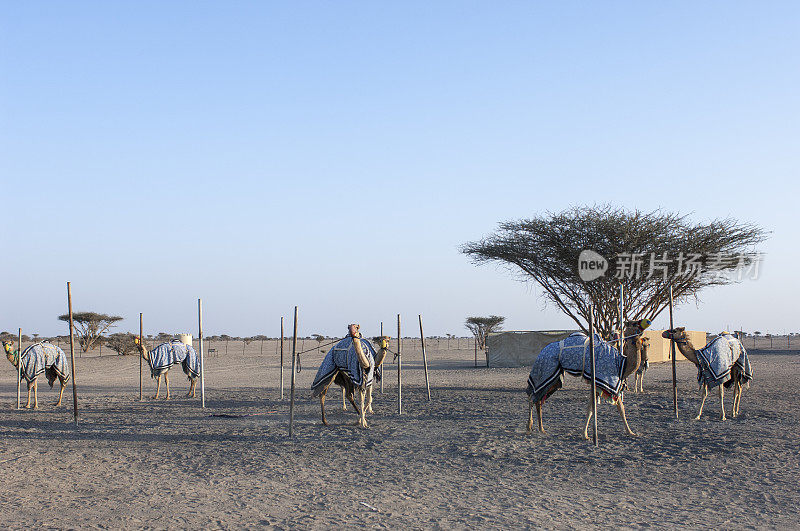 赛骆驼农场，阿曼。