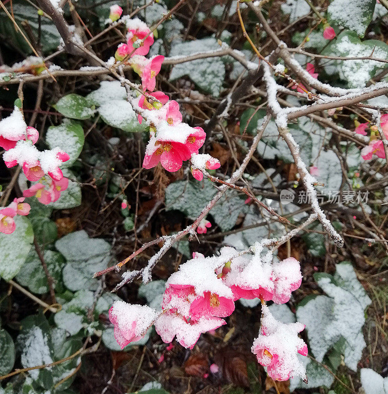 雪覆盖的树