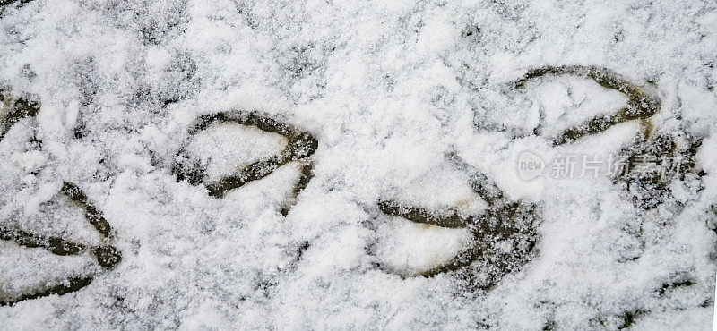 雪地上有天鹅的脚印
