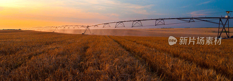 灌溉系统在夏季灌溉农业麦田