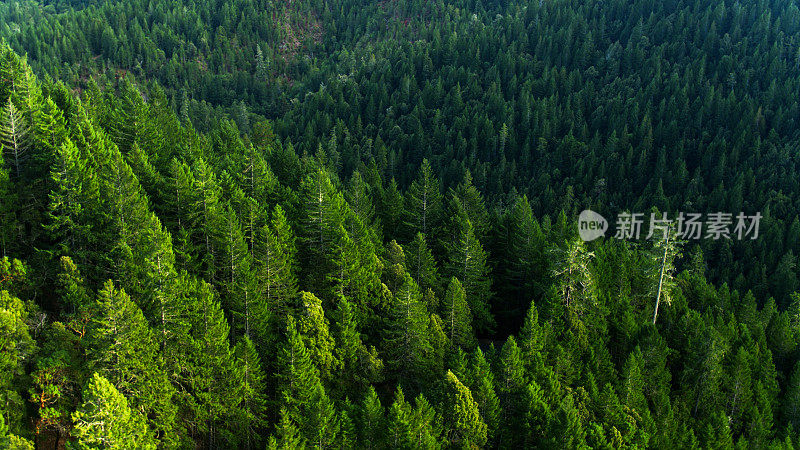 夏季阳光在红杉森林-无人机拍摄