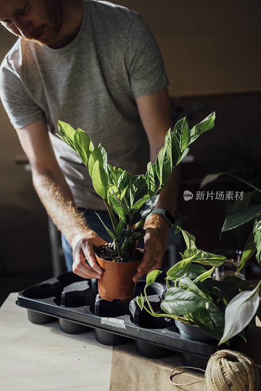 一位无名英俊的园丁在桌子上布置室内植物