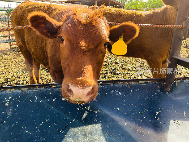 红安格斯肉牛在干草饲料相片系列