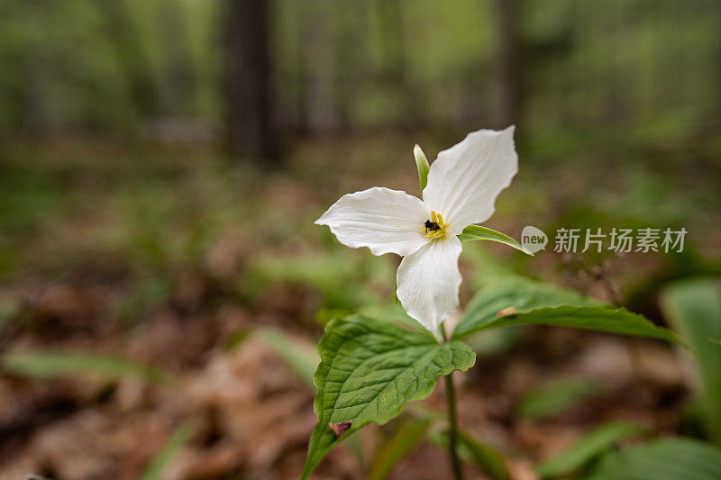 密歇根延龄花