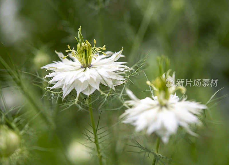 黑种草花