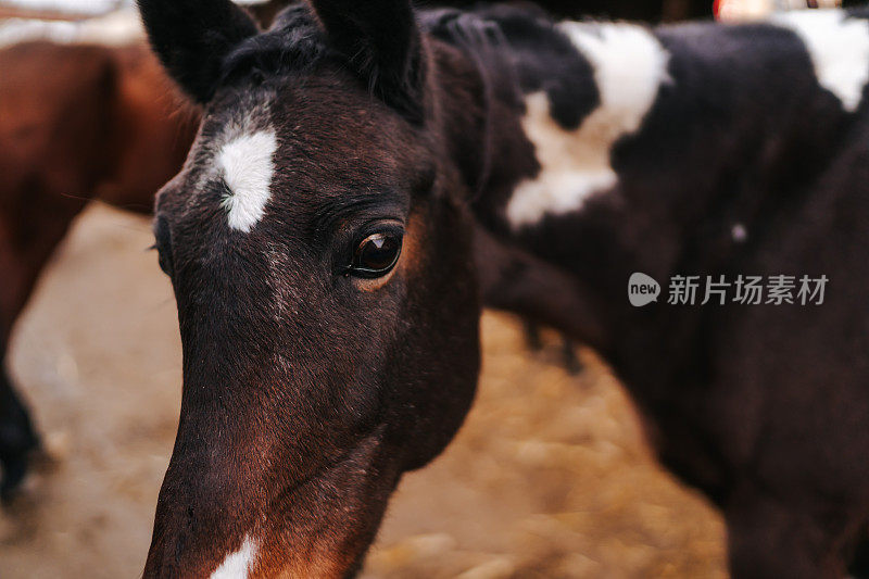 特写镜头棕色马头与白色图案的马厩