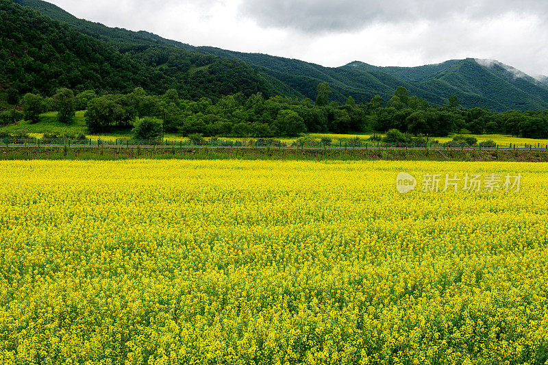 油菜田与丘陵为背景