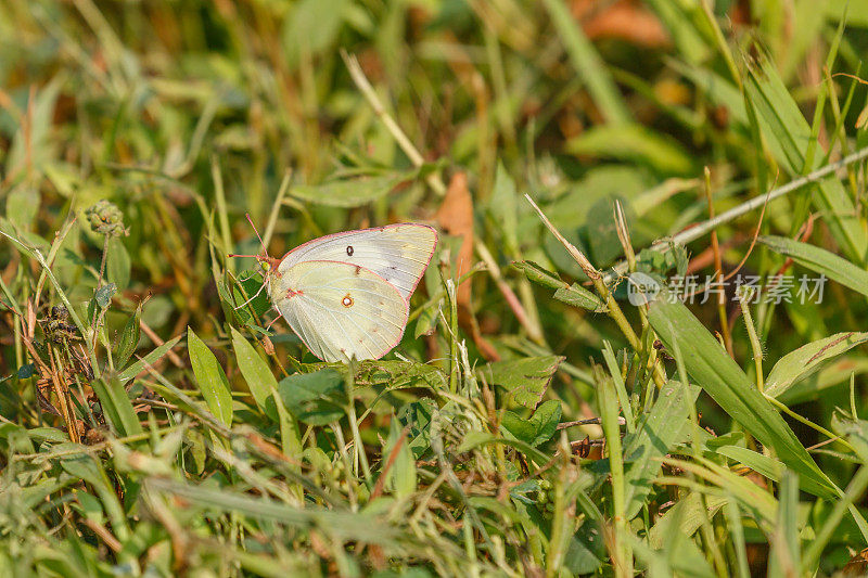 的白蝴蝶