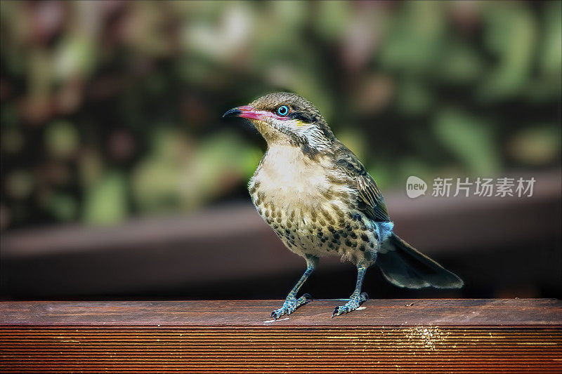 Spiny-Cheeked食蜜鸟