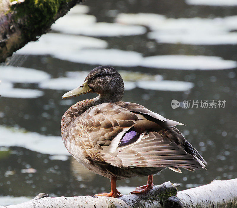 绿头鸭母鸭