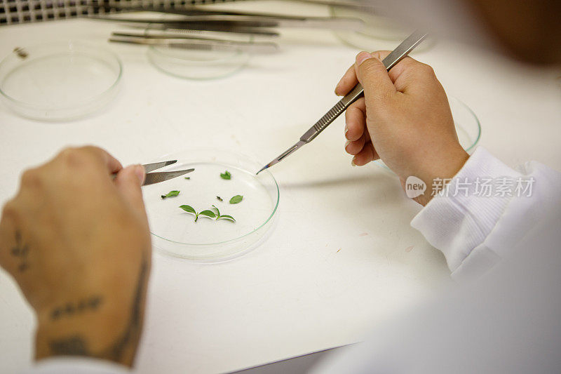 学生在层流中复制植物培养