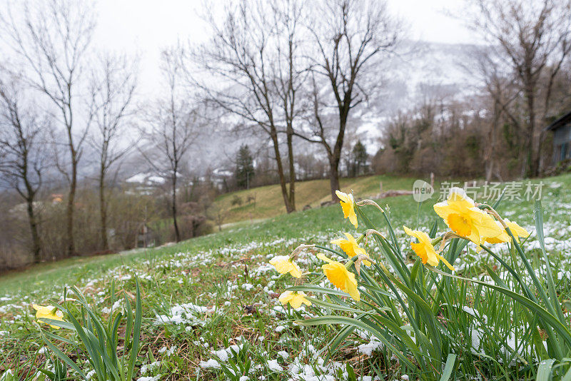 春天的草地，黄色的水仙花和雪