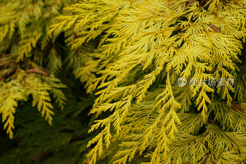全帧图像的叶子的金色柏树，聚焦前景