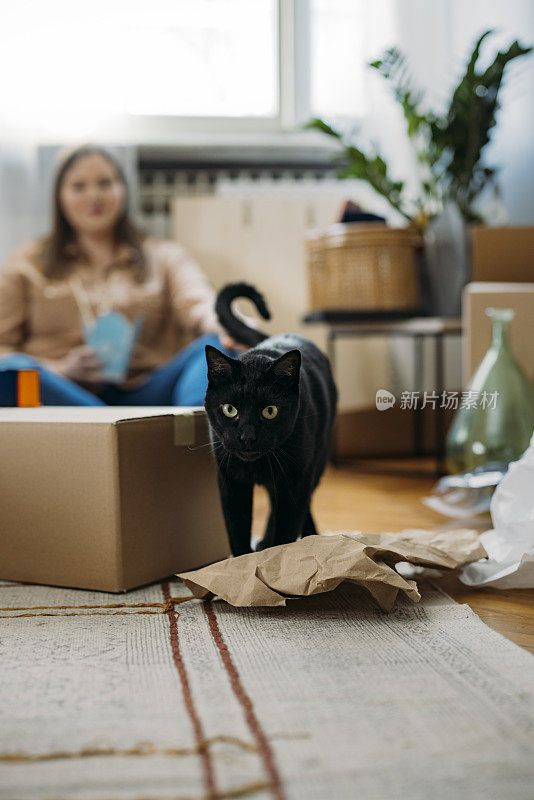 宠物友好公寓:黑猫在箱子间行走，而一个匿名的大号女人正在吃午饭