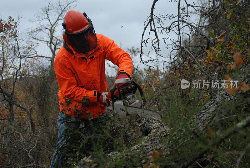 戴着橙色头盔，带着链锯的伐木工正在砍伐森林