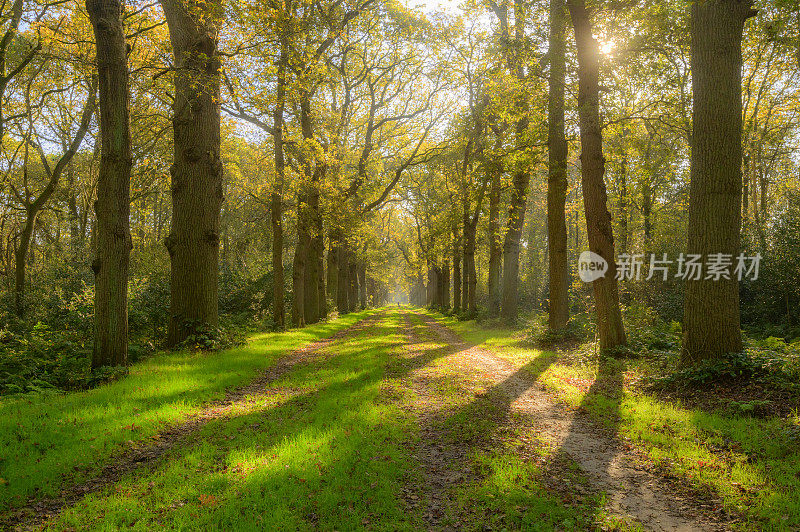 小路穿过山毛榉森林，森林地面上有棕色的叶子