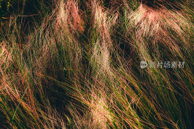 紫草。秋天的草原。夕阳下的野草。秋天的色彩。