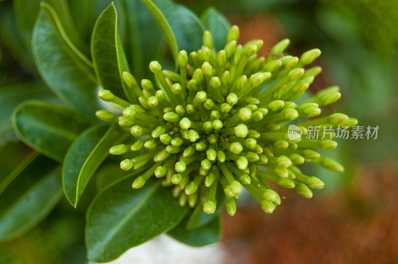 含苞待放的花，新鲜，花，艾哈迈达巴德，瓜吉拉特，印度