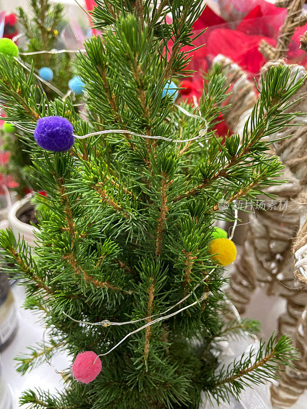 特写的个人，盆栽，真正的，矮子云杉圣诞树(云杉)在花园中心的架子上，装饰着圣诞灯与多种颜色的绒球，聚焦前景