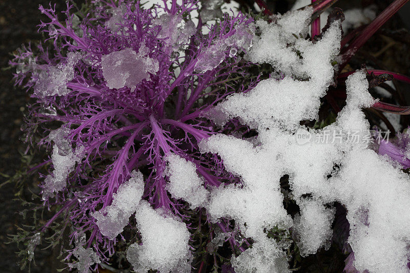 雪中的紫色观赏白菜