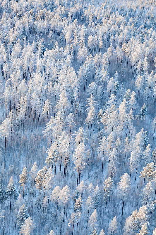 针叶林在严寒冬日的鸟瞰图