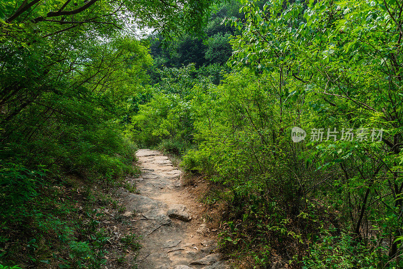 原始森林、自然风光、山谷、丛林、岩石、溪流、林荫小道