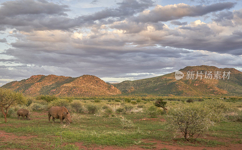 在南非美丽的兰尼斯堡国家公园，野生犀牛在夏日日落时戏剧性地放牧