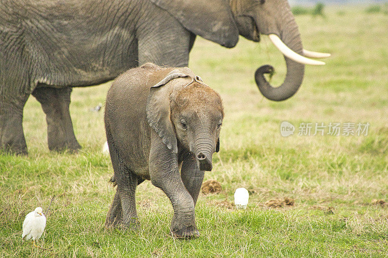 肯尼亚察沃东部和西部的安博塞利国家公园的大象