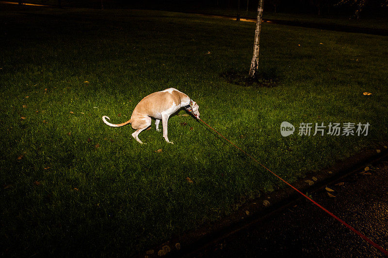 晚上，牵着皮带的狗在公园的草地上小便