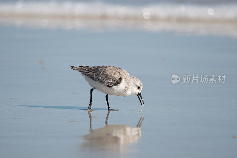 三趾鹬在海滨