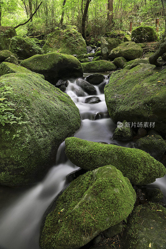 长满青苔的山谷