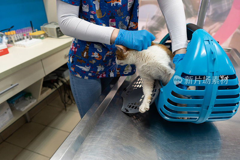 兽医在兽医诊所检查猫