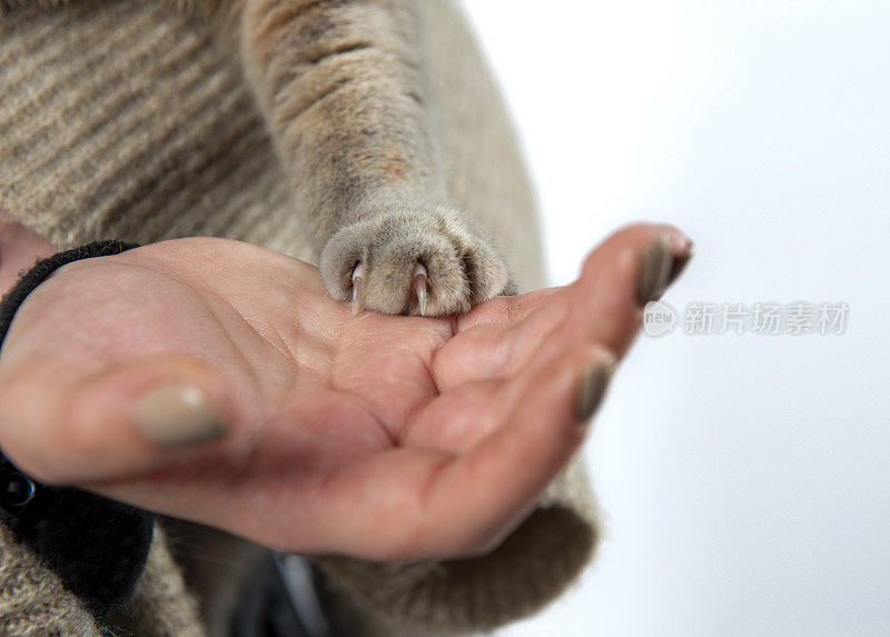 可爱的猫和主人工作室拍摄