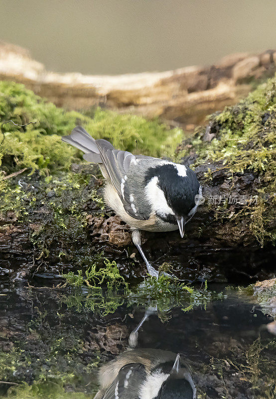 煤雀在水池里饮水