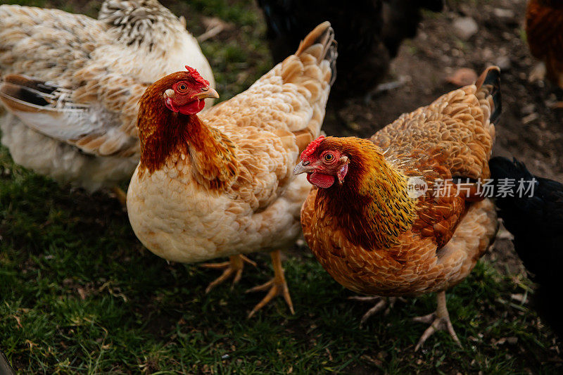 近距离的美丽的家母鸡，米色和橙色的鸡与明亮的红色鸡冠橙色的眼睛啄食在绿色的草地上，鸡在村庄，乡村