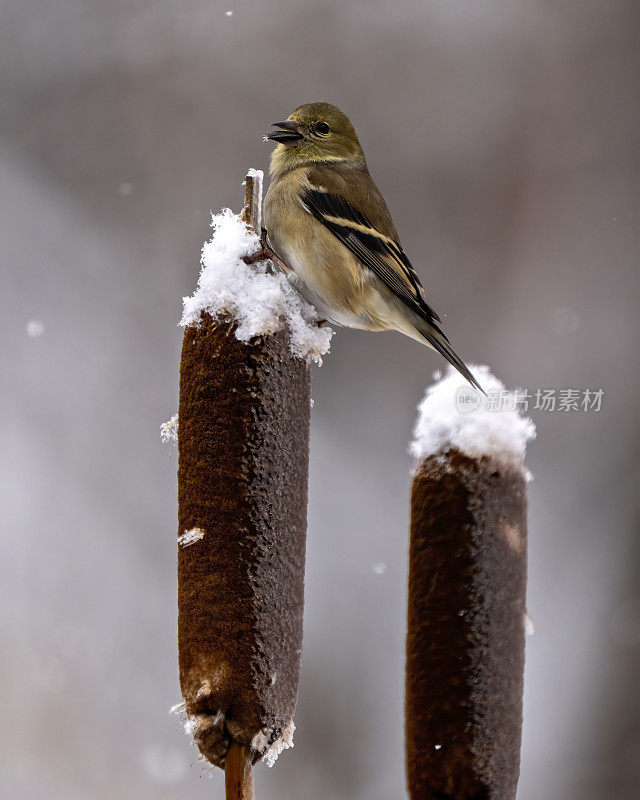 美国金翅雀照片和图像。芬奇特写侧面视图，栖息在一个模糊的背景和飘落的雪在它的环境和栖息地周围的香蒲上。