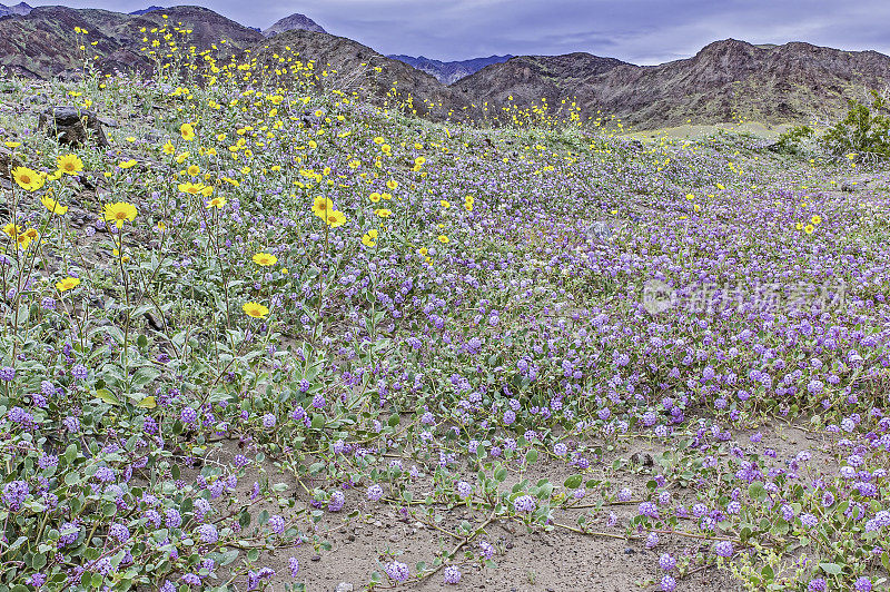死谷国家公园，这是一个繁花期。圆齿月桂、圆齿月桂和沙漠金，在任何盛开的野花中都有白芷。