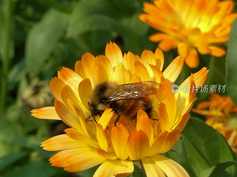 蜜蜂为金盏花授粉