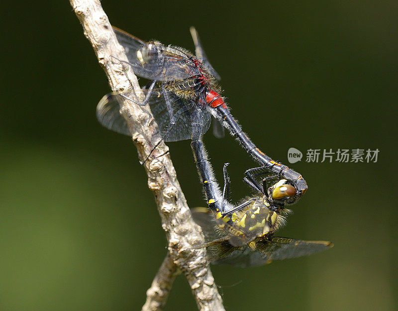 小白脸蜻蜓(白带蜻蜓)交配