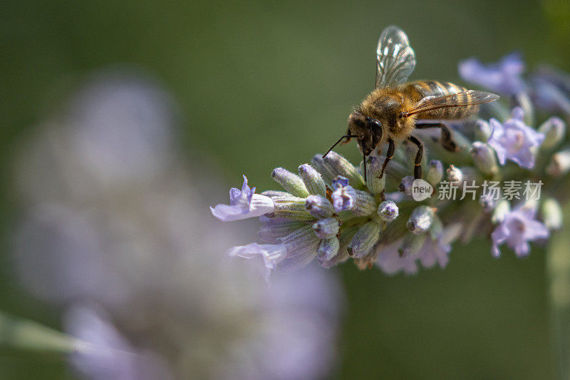 薰衣草花上的蜜蜂