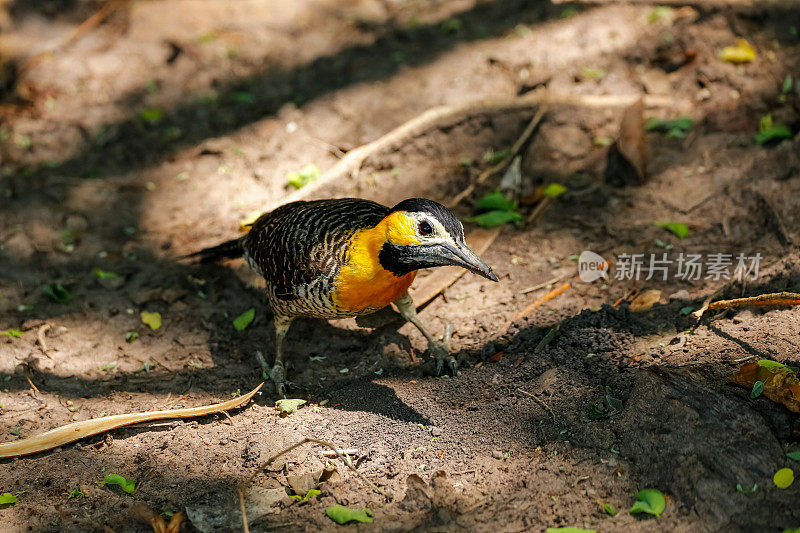 潘塔纳尔湿地，坎波Flicker在地上觅食的特写镜头